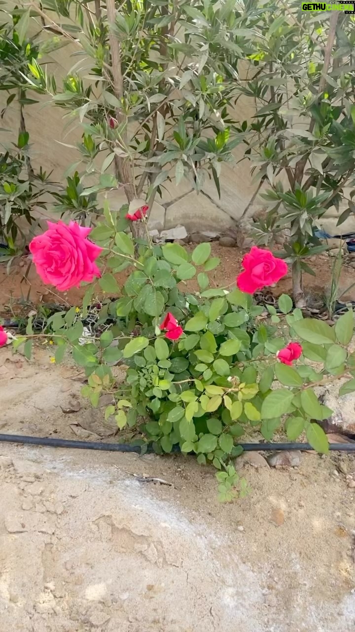 Nahed El Sebai Instagram - Good morning My first flower jam straight from my garden 🌸🌺🥀🌷