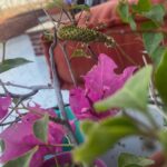 Nahed El Sebai Instagram - Golden hour doing my plants good 🤗🍀🌺