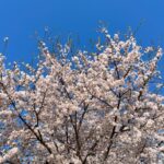 Nam Ji-hyun Instagram - 벚꽃구경은 촬영장에서🌸🌸