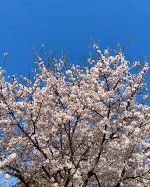 Nam Ji-hyun Instagram - 벚꽃구경은 촬영장에서🌸🌸