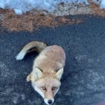Nanao Instagram - 冬至🦊