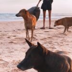 Nanao Instagram – 先月のスリランカ🇱🇰綺麗な海と砂浜。そこに大量のゴミ。プラスチック。

ホテルの目の前を微力ながら友達とゴミ拾いしました。正直、私一人がやったところでって思いました。だけど、やり始めたら見かけた人が手伝ってくれたんです。これをきっかけに、思いや行動が伝わり広がったらいいなと思いました。

プラスチックやゴミの問題だけじゃありません。今のアマゾンの火災や、その他の環境問題なども。地球からたくさんの恩恵を受けているのに、地球を大事にしない人間が多すぎる。

@savethereef 
@karmagawa