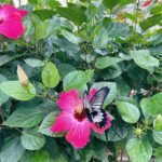 Nanao Instagram - 🌺🦋🌺🦋🌺🦋🌺