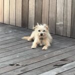 Naomi Watts Instagram - Happy #nationaldogday to Izzy. We love you so much. Your snuggles, endless fetch games and even your stinky breath is something we all live for. Sending love to all the other pups out there. 🐕 🐶 ❤️ @tobiessmalldogrescue 💛