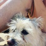 Naomi Watts Instagram - Happy #nationaldogday to Izzy. We love you so much. Your snuggles, endless fetch games and even your stinky breath is something we all live for. Sending love to all the other pups out there. 🐕 🐶 ❤️ @tobiessmalldogrescue 💛