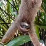 Naomi Watts Instagram – Hanging upside down but feeling right-side up!!! Ready for the weekend. You? 😜👌#SlothMode 
Credit: @sloth_circle