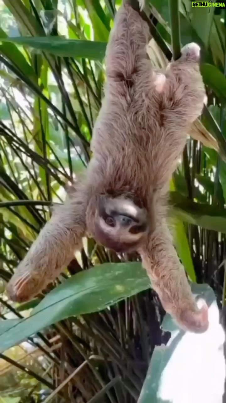 Naomi Watts Instagram - Hanging upside down but feeling right-side up!!! Ready for the weekend. You? 😜👌#SlothMode Credit: @sloth_circle