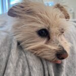 Naomi Watts Instagram - Happy #nationaldogday to Izzy. We love you so much. Your snuggles, endless fetch games and even your stinky breath is something we all live for. Sending love to all the other pups out there. 🐕 🐶 ❤️ @tobiessmalldogrescue 💛