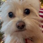 Naomi Watts Instagram - Wishing you a happy holiday. 🎄🎄Sending love to everyone ❤️