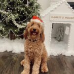 Nastia Liukin Instagram - happy happy 4th birthday my sweet little boy 🥹 thank you for changing my life forever. here’s to so many more adventures together in all of your favorite places around the world. love you so very much harley