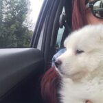 Natasha Klauss Instagram - Hoy el #tbt es para el …. #mirocco ya 6 años acompañándonos y nosotros amándolo cada día más ❤️ #petlovers #petfriendly Feliz jueves #misamores