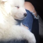 Natasha Klauss Instagram - Hoy el #tbt es para el …. #mirocco ya 6 años acompañándonos y nosotros amándolo cada día más ❤️ #petlovers #petfriendly Feliz jueves #misamores