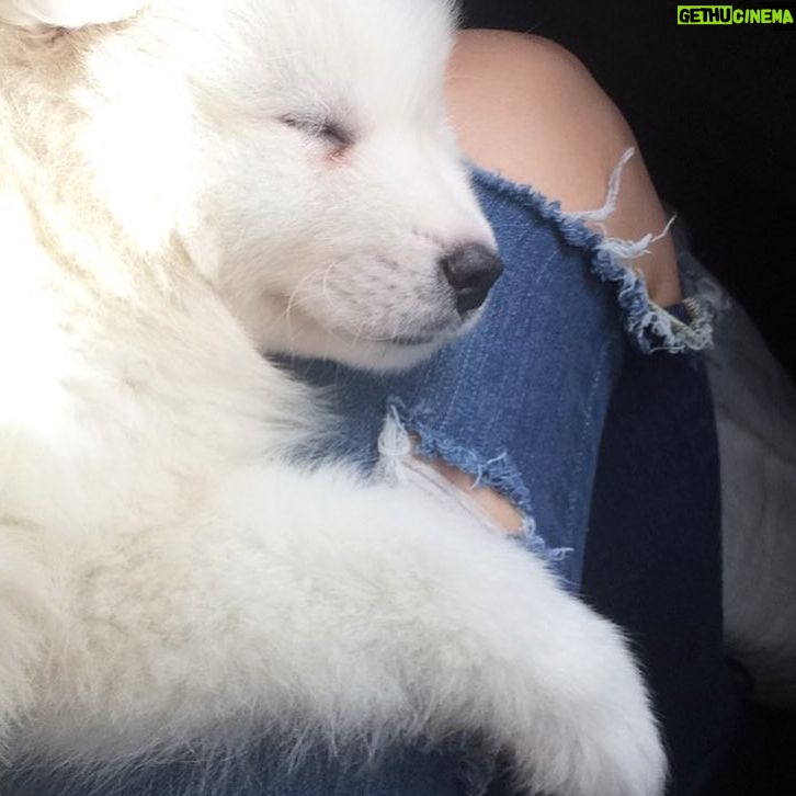Natasha Klauss Instagram - Hoy el #tbt es para el …. #mirocco ya 6 años acompañándonos y nosotros amándolo cada día más ❤️ #petlovers #petfriendly Feliz jueves #misamores