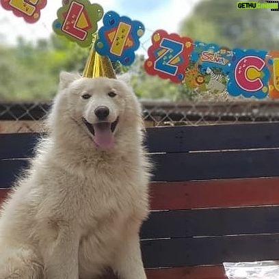 Natasha Klauss Instagram - Hoy el #tbt es para el …. #mirocco ya 6 años acompañándonos y nosotros amándolo cada día más ❤️ #petlovers #petfriendly Feliz jueves #misamores