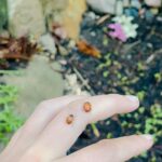 Natasha Liu Bordizzo Instagram – Progress! (rain, shine, eclipse) 🏡🐞🌱