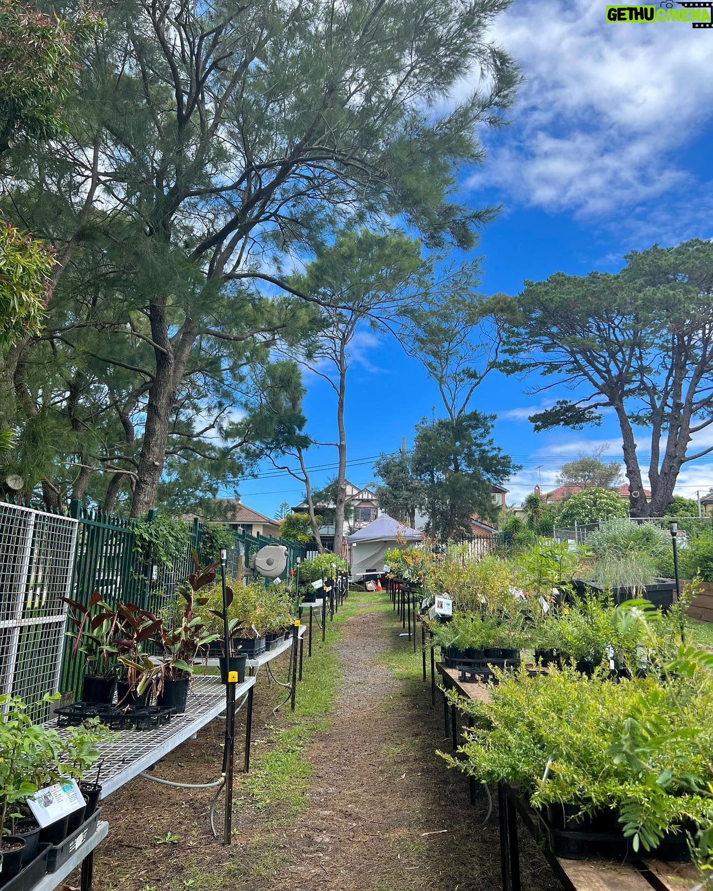 Natasha Liu Bordizzo Instagram - Hello! A few months ago I read some stunning material on re-thinking how our gardens are used, and haven’t been able to stop thinking about it since 🥹🌱 As we know, we’ve lost a horrendous amount of forest, wetland & other natural habitat. There’s already an awesome movement towards changing the idea that ‘nature’ is something set aside in parks or preserves. Instead, it should be part of our daily lives. If our gardens could be less of the traditional biological wasteland that is a ‘lawn’ and include more native plants, we could support insects, birds and other wildlife clinging onto their fragmented homes. There are 130 million parcels of residential land in the US alone that could be being used as a connected habitat to help restore lost biomes. On my recent trip home to Australia I found the amazing✨ @indigigrow ✨, 100% Aboriginal owned and not-for-profit, native plant nursery. If you’re in Sydney, go check them out!! I visited and got a bunch of beautiful Australian natives to start replacing some of the random ornamental plants we had in our backyard. I get excited finding something that is affordable and joyful that can help this messed up, over-developed planet so if one person seeing this does the same… I’ll be stoked 🤙💕💕