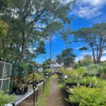 Natasha Liu Bordizzo Instagram – Hello! A few months ago I read some stunning material on re-thinking how our gardens are used, and haven’t been able to stop thinking about it since 🥹🌱

As we know, we’ve lost a horrendous amount of forest, wetland & other natural habitat. There’s already an awesome movement towards changing the idea that ‘nature’ is something set aside in parks or preserves. Instead, it should be part of our daily lives. If our gardens could be less of the traditional biological wasteland that is a ‘lawn’ and include more native plants, we could support insects, birds and other wildlife clinging onto their fragmented homes. There are 130 million parcels of residential land in the US alone that could be being used as a connected habitat to help restore lost biomes. 

On my recent trip home to Australia I found the amazing✨ @indigigrow ✨, 100% Aboriginal owned and not-for-profit, native plant nursery. If you’re in Sydney, go check them out!! I visited and got a bunch of beautiful Australian natives to start replacing some of the random ornamental plants we had in our backyard. I get excited finding something that is affordable and joyful that can help this messed up, over-developed planet so if one person seeing this does the same… I’ll be stoked 🤙💕💕
