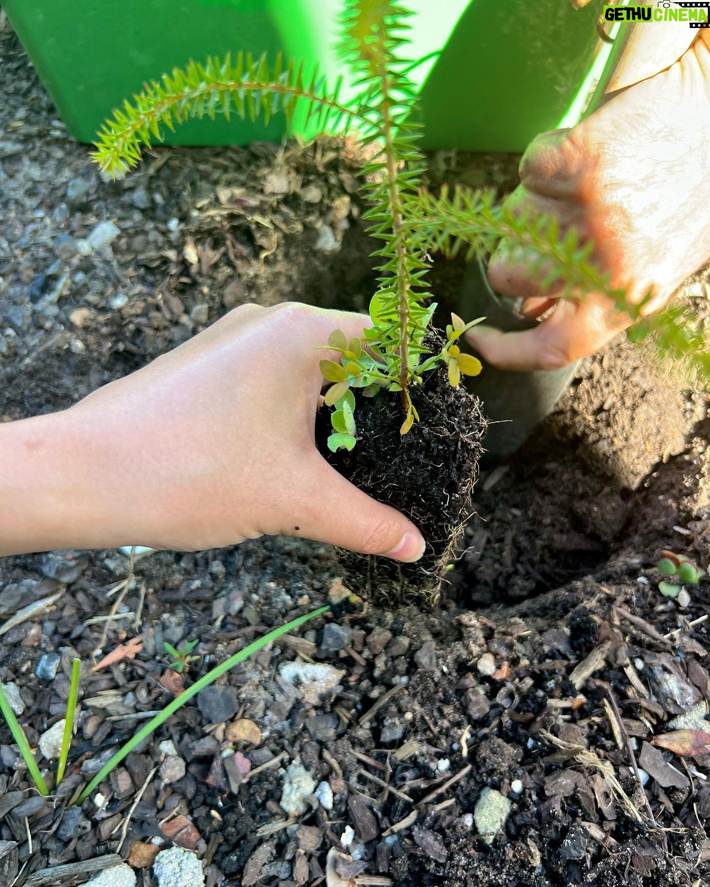 Natasha Liu Bordizzo Instagram - Hello! A few months ago I read some stunning material on re-thinking how our gardens are used, and haven’t been able to stop thinking about it since 🥹🌱 As we know, we’ve lost a horrendous amount of forest, wetland & other natural habitat. There’s already an awesome movement towards changing the idea that ‘nature’ is something set aside in parks or preserves. Instead, it should be part of our daily lives. If our gardens could be less of the traditional biological wasteland that is a ‘lawn’ and include more native plants, we could support insects, birds and other wildlife clinging onto their fragmented homes. There are 130 million parcels of residential land in the US alone that could be being used as a connected habitat to help restore lost biomes. On my recent trip home to Australia I found the amazing✨ @indigigrow ✨, 100% Aboriginal owned and not-for-profit, native plant nursery. If you’re in Sydney, go check them out!! I visited and got a bunch of beautiful Australian natives to start replacing some of the random ornamental plants we had in our backyard. I get excited finding something that is affordable and joyful that can help this messed up, over-developed planet so if one person seeing this does the same… I’ll be stoked 🤙💕💕