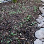 Natasha Liu Bordizzo Instagram - Start of Spring things 🌱 1. Starting an exciting project in the backyard. Clue: it involves a lot of fruit. 2. The babies! 3. The Huntington in March 🤍 4. Replacing grass with a Californian wildflower mix. 5. The same patch, a few days later 🥹 6. 🌸 7. Our DIY rock pool… I’m obsessed. Built via YouTube tutorial! We found a lot of the rocks on the street :’) 8. An artist and his art….