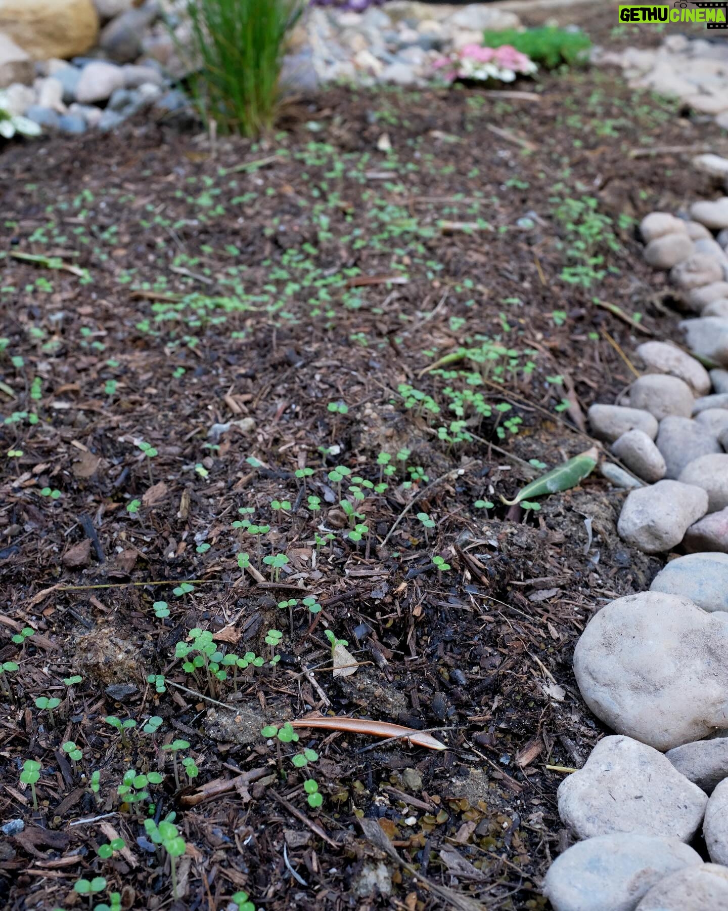 Natasha Liu Bordizzo Instagram - Start of Spring things 🌱 1. Starting an exciting project in the backyard. Clue: it involves a lot of fruit. 2. The babies! 3. The Huntington in March 🤍 4. Replacing grass with a Californian wildflower mix. 5. The same patch, a few days later 🥹 6. 🌸 7. Our DIY rock pool… I’m obsessed. Built via YouTube tutorial! We found a lot of the rocks on the street :’) 8. An artist and his art….