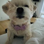 Natasha Lyonne Instagram - 💞🐩🎀🔭💕👽 Chookie Bean ☀️