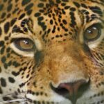 Nathalie Kelley Instagram - This 20th of August, the people of Ecuador will have a historic opportunity to decide the fate of the most biodiverse place on Earth, the Yasuní National Park. It also happens to be home to many indigenous groups, including the Tagaeri and Taromenane - who are still living in voluntarily isolation. These are some of the last “uncontacted” peoples in the world, by choice! They have decided not to come and live in our world. They still know what it’s like to to eat only what they hunt and drink from clean rivers. The proposed oil drilling being voted on in this referendum would come within 0.5 km of the intangible zone that they inhabit. Plus oil companies in Ecuadors have a terrible record of oil spills and toxic dumping (some of the worst in the world) and their promise of bringing resources to a country in need are false. They have been drilling for 50 years and the people have yet to see any of that wealth. Oil does not make a country rich. Biodiversity does. And unlike oil, biodiversity cannot be replaced or substituted. Once it’s gone a place like Yasuní would take thousands if not millions of years to recover. Ecuador, you have an opportunity now to be an inspiration to the whole world…. #síalyasuní 🌲Thank you @jovenes_amazonicos_ec @mullu.tv @helenagualinga @ninagualinga @alexis_grefa for your incredible work on this campaign. 🙏🏽