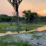 Nathalie Kelley Instagram - This is my Holy Land. These are my Sacred Waters. The Tapajos river and the Alter do Chão aquifer are the source of life for all the living beings who call this part of the Amazon home. For 30 000 years humans have depended on these waters for their survival and mutual thriving… but now it’s difficult to find a part that hasn’t been contaminated by agro-toxins or mercury from gold mining. The governor of this state @helderbarbalho loves to paint himself as a “leader” on climate and sustainability but since 2019 an area over the size of Belgium has been deforested under his watch. He is very careful to silence anyone who dares to criticize him or challenge his blatant greenwashing, but those living here can attest to his failure to protect our waters and forests at time when the Amazon rainforest is inching closer to its tipping point. Fires rage around me as I write this, the river is lower than anyone can remember it… these beautiful photos bely the terrible truth that this vital ecosystem might not make it if companies like @cargill and @proudtobebunge get their way and are allowed to continue their spree of destruction here… they certainly have an ally in @helderbarbalho who can’t wait to give his approval for @cargill’s 3rd soy port. As if two ports for export of monocultures in the most biodiverse place on earth weren’t enough… 🙄 I have a big platform and don’t fear reprisal but believe me, there are people who have been killed for publicly speaking up against these very same forces. I am not afraid. I’m in service to these igarapés, sacred springs, to the swans and river dolphins. I speak for the Waters, for the Soil and the Standing Ones, the trees who nourish us with food and oxygen daily. I’ll be back with more reports, more details, more evidence. But with COP around the corner I want you all to keep your attention on people/companies like @helderbarbalho @cargill @proudtobebunge. What they say vs what they actually do. 👀 We are watching. 🏹