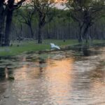 Nathalie Kelley Instagram - This is my Holy Land. These are my Sacred Waters. The Tapajos river and the Alter do Chão aquifer are the source of life for all the living beings who call this part of the Amazon home. For 30 000 years humans have depended on these waters for their survival and mutual thriving… but now it’s difficult to find a part that hasn’t been contaminated by agro-toxins or mercury from gold mining. The governor of this state @helderbarbalho loves to paint himself as a “leader” on climate and sustainability but since 2019 an area over the size of Belgium has been deforested under his watch. He is very careful to silence anyone who dares to criticize him or challenge his blatant greenwashing, but those living here can attest to his failure to protect our waters and forests at time when the Amazon rainforest is inching closer to its tipping point. Fires rage around me as I write this, the river is lower than anyone can remember it… these beautiful photos bely the terrible truth that this vital ecosystem might not make it if companies like @cargill and @proudtobebunge get their way and are allowed to continue their spree of destruction here… they certainly have an ally in @helderbarbalho who can’t wait to give his approval for @cargill’s 3rd soy port. As if two ports for export of monocultures in the most biodiverse place on earth weren’t enough… 🙄 I have a big platform and don’t fear reprisal but believe me, there are people who have been killed for publicly speaking up against these very same forces. I am not afraid. I’m in service to these igarapés, sacred springs, to the swans and river dolphins. I speak for the Waters, for the Soil and the Standing Ones, the trees who nourish us with food and oxygen daily. I’ll be back with more reports, more details, more evidence. But with COP around the corner I want you all to keep your attention on people/companies like @helderbarbalho @cargill @proudtobebunge. What they say vs what they actually do. 👀 We are watching. 🏹