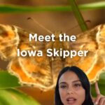 Nathalie Kelley Instagram - Help Save a Species!! Sign the petition in our bio to help #SaveTheSkipper 🦋 Forty percent of the world’s insects will go extinct in the next few decades. 40%! 😤 A group of beautiful butterflies native to the tallgrass prairies in the central United States have been especially hard hit as 99% of our native grasslands have been converted to inhospitable landscapes covered with industrial agriculture. 🚜💨🌾 One of those butterflies – the Iowa skipper – is in especially dire shape. ❤️‍🩹 Due to the spraying of pesticides, habitat loss, and climate change; the Iowa skipper hasn’t been seen in some of the states it used to call home for 15 years! 😫 That’s why we’re filing a petition to get the Iowa skipper the Endangered Species Act protections it needs to survive. ✊ By winning protections for one butterfly species, we can help countless others survive by protecting the habitats so many call home! 🌻 SIGN ✍️ our listing petition [ LINK IN BIO 🔗 ] to show the agency that the public supports giving the Iowa Skipper these Endangered Species Act protections. 🤲