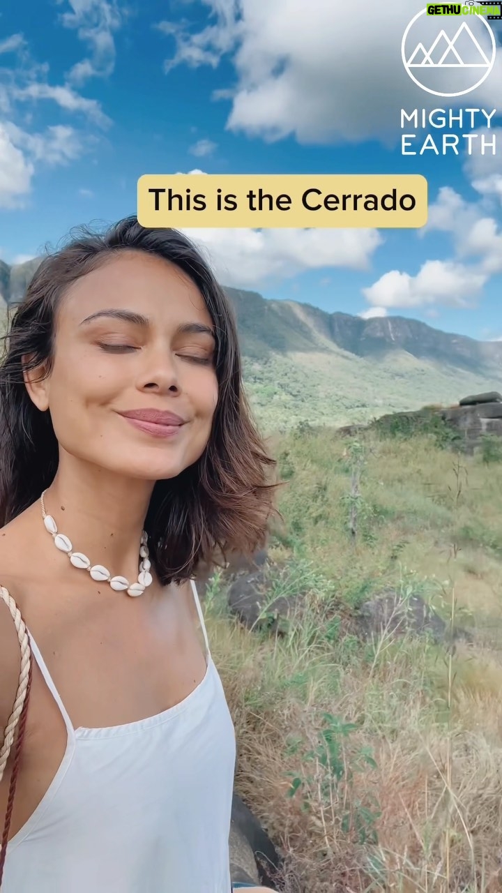 Nathalie Kelley Instagram - Did you know that global supermarkets are complicit in the destruction of one of South America’s most important biomes, the Cerrado? Most consumers are unaware that the meat and dairy products they buy from supermarket chains are linked to the destruction of the Cerrado. The cheap meat and dairy stacked high on supermarket shelves, comes with a high environmental cost. How many of us are aware that these products come from animals reared in factory farms? And that they are given feed made from Brazilian soy - sourced from farms that have been directly linked to fires and deforestation in the Cerrado? Where does the responsibility lie? It’s time to hold these supermarkets and companies accountable for bombarding us with cheap meat and other animal products - making it difficult for many of us to buy alternatives. We need the Cerrado as much as the Amazon to cool our rapidly warming world. @standmighty is pushing for stronger legal protections for this biome and for supermarkets to CUT ties with suppliers linked to the destruction of nature. No trees ➡️ no deep roots ➡️ no water retention ➡️ droughts floods