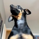 Naz Çağla Irmak Instagram - Mösyö’yü özlediniz mi? 🤍