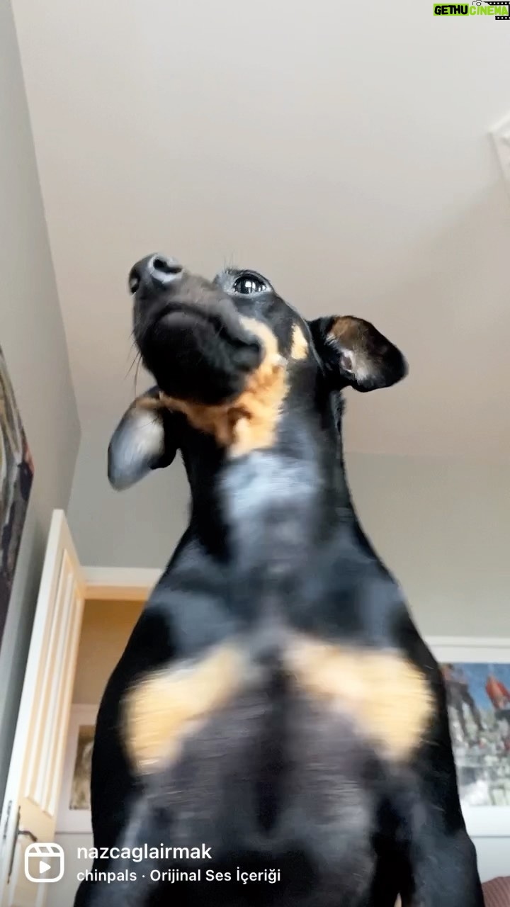 Naz Çağla Irmak Instagram - Mösyö’yü özlediniz mi? 🤍