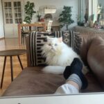 Nesrin Cavadzade Instagram - Çikom. En tipsiz resmini en öne koymama eminim çok kızardın. Ama beni affet. Bu fotoğraf 16 yıllık beraberliğimizin ve mücadelemizin bir özeti gibi. Daha geçen haftadan. Bilmem kaçıncı kez öteki dünyayı boylamaya karar verdiğin bir nefes krizinin ortasında yılgınlık ve umutsuzlukla evden gitmiştim. Bilerek saatlerce dışarlarda oyalanıp, dönüşümde seni cansız bulmayı beklemiştim. Sen ise bilmem kaçıncı kez kapıda beni bu gözlerle karşılamış ve yine korkaklığıma meydan okumuştun. Sen kartlarını hep yaşamdan yana kullandın. Doğuştan taşıdığın su içinde kalbin, böbrek yetmezliğin ve son dört sene beni her 12 saatte bir insülin dozlama profesörü yaptığın diabetinle, tıpla, bilimle, genel yaşam yasalarıyla ilgili bildiğimiz her şeye kafa attın. Sen kitaplarda yazan her şeyin tam tersiydin. Asla yaşamaz, ilk defa böyle bir şey görüyoruz, eve götürün... Bu cümleleri kaç adresten kaç defa işittik. Kaç defa yanlış teşhislerle, yanlış tedavilere maruz kaldık. Ama ölmedik. 16 yıl yaşadık. Hem de öyle böyle değil. Eşsiz bir mücadele örneği ve inatla yaşadık. Beni böyle bir yaşam sürerek çaresizliğin, korkaklığın, umutsuzluğun, pesimistliğin, inançsızlığın karanlık dehlizlerinde gezdirdiğin için sana çok teşekkür ederim. Buralardan elim çok güçlenerek çıktım. Hala korkağım ama eskisi kadar değil, hala pesimistim ama eskisi kadar değil, hala çaresizim ama eskisi kadar değil... Sen bana mucizelere inanmayı öğrettin. Mucizevi bir şekilde yaşadığın için, ölümün de bir ölümden çok mucizeye benzedi. Beyaz, şişman bir bulut olduğuna ve bana göklerden her gün görüneceğine eminim. Bizi bu manyakça yaşam mücadelemizde ve bu inadımızda yalnız bırakmayan başta annem @dr.feridecavadzade'ye, en büyük yardımcım ve sağ kolum Nurcan Hanım'a, @ezgikeskinel'e ve @aydanustkanat'a özellikle çok teşekkür ederim. Birisi bir mucizeye inandığında onu gerçeğe dönüştürmek için yol arkadaşları gerekir. Tüm yol arkadaşlarımıza teşekkür ederiz. 🤍