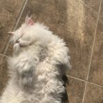 Nesrin Cavadzade Instagram - Çikom. En tipsiz resmini en öne koymama eminim çok kızardın. Ama beni affet. Bu fotoğraf 16 yıllık beraberliğimizin ve mücadelemizin bir özeti gibi. Daha geçen haftadan. Bilmem kaçıncı kez öteki dünyayı boylamaya karar verdiğin bir nefes krizinin ortasında yılgınlık ve umutsuzlukla evden gitmiştim. Bilerek saatlerce dışarlarda oyalanıp, dönüşümde seni cansız bulmayı beklemiştim. Sen ise bilmem kaçıncı kez kapıda beni bu gözlerle karşılamış ve yine korkaklığıma meydan okumuştun. Sen kartlarını hep yaşamdan yana kullandın. Doğuştan taşıdığın su içinde kalbin, böbrek yetmezliğin ve son dört sene beni her 12 saatte bir insülin dozlama profesörü yaptığın diabetinle, tıpla, bilimle, genel yaşam yasalarıyla ilgili bildiğimiz her şeye kafa attın. Sen kitaplarda yazan her şeyin tam tersiydin. Asla yaşamaz, ilk defa böyle bir şey görüyoruz, eve götürün... Bu cümleleri kaç adresten kaç defa işittik. Kaç defa yanlış teşhislerle, yanlış tedavilere maruz kaldık. Ama ölmedik. 16 yıl yaşadık. Hem de öyle böyle değil. Eşsiz bir mücadele örneği ve inatla yaşadık. Beni böyle bir yaşam sürerek çaresizliğin, korkaklığın, umutsuzluğun, pesimistliğin, inançsızlığın karanlık dehlizlerinde gezdirdiğin için sana çok teşekkür ederim. Buralardan elim çok güçlenerek çıktım. Hala korkağım ama eskisi kadar değil, hala pesimistim ama eskisi kadar değil, hala çaresizim ama eskisi kadar değil... Sen bana mucizelere inanmayı öğrettin. Mucizevi bir şekilde yaşadığın için, ölümün de bir ölümden çok mucizeye benzedi. Beyaz, şişman bir bulut olduğuna ve bana göklerden her gün görüneceğine eminim. Bizi bu manyakça yaşam mücadelemizde ve bu inadımızda yalnız bırakmayan başta annem @dr.feridecavadzade'ye, en büyük yardımcım ve sağ kolum Nurcan Hanım'a, @ezgikeskinel'e ve @aydanustkanat'a özellikle çok teşekkür ederim. Birisi bir mucizeye inandığında onu gerçeğe dönüştürmek için yol arkadaşları gerekir. Tüm yol arkadaşlarımıza teşekkür ederiz. 🤍