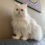 Nesrin Cavadzade Instagram - Çikom. En tipsiz resmini en öne koymama eminim çok kızardın. Ama beni affet. Bu fotoğraf 16 yıllık beraberliğimizin ve mücadelemizin bir özeti gibi. Daha geçen haftadan. Bilmem kaçıncı kez öteki dünyayı boylamaya karar verdiğin bir nefes krizinin ortasında yılgınlık ve umutsuzlukla evden gitmiştim. Bilerek saatlerce dışarlarda oyalanıp, dönüşümde seni cansız bulmayı beklemiştim. Sen ise bilmem kaçıncı kez kapıda beni bu gözlerle karşılamış ve yine korkaklığıma meydan okumuştun. Sen kartlarını hep yaşamdan yana kullandın. Doğuştan taşıdığın su içinde kalbin, böbrek yetmezliğin ve son dört sene beni her 12 saatte bir insülin dozlama profesörü yaptığın diabetinle, tıpla, bilimle, genel yaşam yasalarıyla ilgili bildiğimiz her şeye kafa attın. Sen kitaplarda yazan her şeyin tam tersiydin. Asla yaşamaz, ilk defa böyle bir şey görüyoruz, eve götürün... Bu cümleleri kaç adresten kaç defa işittik. Kaç defa yanlış teşhislerle, yanlış tedavilere maruz kaldık. Ama ölmedik. 16 yıl yaşadık. Hem de öyle böyle değil. Eşsiz bir mücadele örneği ve inatla yaşadık. Beni böyle bir yaşam sürerek çaresizliğin, korkaklığın, umutsuzluğun, pesimistliğin, inançsızlığın karanlık dehlizlerinde gezdirdiğin için sana çok teşekkür ederim. Buralardan elim çok güçlenerek çıktım. Hala korkağım ama eskisi kadar değil, hala pesimistim ama eskisi kadar değil, hala çaresizim ama eskisi kadar değil... Sen bana mucizelere inanmayı öğrettin. Mucizevi bir şekilde yaşadığın için, ölümün de bir ölümden çok mucizeye benzedi. Beyaz, şişman bir bulut olduğuna ve bana göklerden her gün görüneceğine eminim. Bizi bu manyakça yaşam mücadelemizde ve bu inadımızda yalnız bırakmayan başta annem @dr.feridecavadzade'ye, en büyük yardımcım ve sağ kolum Nurcan Hanım'a, @ezgikeskinel'e ve @aydanustkanat'a özellikle çok teşekkür ederim. Birisi bir mucizeye inandığında onu gerçeğe dönüştürmek için yol arkadaşları gerekir. Tüm yol arkadaşlarımıza teşekkür ederiz. 🤍