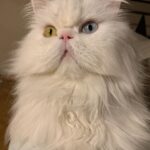 Nesrin Cavadzade Instagram - Çikom. En tipsiz resmini en öne koymama eminim çok kızardın. Ama beni affet. Bu fotoğraf 16 yıllık beraberliğimizin ve mücadelemizin bir özeti gibi. Daha geçen haftadan. Bilmem kaçıncı kez öteki dünyayı boylamaya karar verdiğin bir nefes krizinin ortasında yılgınlık ve umutsuzlukla evden gitmiştim. Bilerek saatlerce dışarlarda oyalanıp, dönüşümde seni cansız bulmayı beklemiştim. Sen ise bilmem kaçıncı kez kapıda beni bu gözlerle karşılamış ve yine korkaklığıma meydan okumuştun. Sen kartlarını hep yaşamdan yana kullandın. Doğuştan taşıdığın su içinde kalbin, böbrek yetmezliğin ve son dört sene beni her 12 saatte bir insülin dozlama profesörü yaptığın diabetinle, tıpla, bilimle, genel yaşam yasalarıyla ilgili bildiğimiz her şeye kafa attın. Sen kitaplarda yazan her şeyin tam tersiydin. Asla yaşamaz, ilk defa böyle bir şey görüyoruz, eve götürün... Bu cümleleri kaç adresten kaç defa işittik. Kaç defa yanlış teşhislerle, yanlış tedavilere maruz kaldık. Ama ölmedik. 16 yıl yaşadık. Hem de öyle böyle değil. Eşsiz bir mücadele örneği ve inatla yaşadık. Beni böyle bir yaşam sürerek çaresizliğin, korkaklığın, umutsuzluğun, pesimistliğin, inançsızlığın karanlık dehlizlerinde gezdirdiğin için sana çok teşekkür ederim. Buralardan elim çok güçlenerek çıktım. Hala korkağım ama eskisi kadar değil, hala pesimistim ama eskisi kadar değil, hala çaresizim ama eskisi kadar değil... Sen bana mucizelere inanmayı öğrettin. Mucizevi bir şekilde yaşadığın için, ölümün de bir ölümden çok mucizeye benzedi. Beyaz, şişman bir bulut olduğuna ve bana göklerden her gün görüneceğine eminim. Bizi bu manyakça yaşam mücadelemizde ve bu inadımızda yalnız bırakmayan başta annem @dr.feridecavadzade'ye, en büyük yardımcım ve sağ kolum Nurcan Hanım'a, @ezgikeskinel'e ve @aydanustkanat'a özellikle çok teşekkür ederim. Birisi bir mucizeye inandığında onu gerçeğe dönüştürmek için yol arkadaşları gerekir. Tüm yol arkadaşlarımıza teşekkür ederiz. 🤍