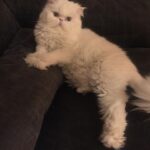 Nesrin Cavadzade Instagram - Çikom. En tipsiz resmini en öne koymama eminim çok kızardın. Ama beni affet. Bu fotoğraf 16 yıllık beraberliğimizin ve mücadelemizin bir özeti gibi. Daha geçen haftadan. Bilmem kaçıncı kez öteki dünyayı boylamaya karar verdiğin bir nefes krizinin ortasında yılgınlık ve umutsuzlukla evden gitmiştim. Bilerek saatlerce dışarlarda oyalanıp, dönüşümde seni cansız bulmayı beklemiştim. Sen ise bilmem kaçıncı kez kapıda beni bu gözlerle karşılamış ve yine korkaklığıma meydan okumuştun. Sen kartlarını hep yaşamdan yana kullandın. Doğuştan taşıdığın su içinde kalbin, böbrek yetmezliğin ve son dört sene beni her 12 saatte bir insülin dozlama profesörü yaptığın diabetinle, tıpla, bilimle, genel yaşam yasalarıyla ilgili bildiğimiz her şeye kafa attın. Sen kitaplarda yazan her şeyin tam tersiydin. Asla yaşamaz, ilk defa böyle bir şey görüyoruz, eve götürün... Bu cümleleri kaç adresten kaç defa işittik. Kaç defa yanlış teşhislerle, yanlış tedavilere maruz kaldık. Ama ölmedik. 16 yıl yaşadık. Hem de öyle böyle değil. Eşsiz bir mücadele örneği ve inatla yaşadık. Beni böyle bir yaşam sürerek çaresizliğin, korkaklığın, umutsuzluğun, pesimistliğin, inançsızlığın karanlık dehlizlerinde gezdirdiğin için sana çok teşekkür ederim. Buralardan elim çok güçlenerek çıktım. Hala korkağım ama eskisi kadar değil, hala pesimistim ama eskisi kadar değil, hala çaresizim ama eskisi kadar değil... Sen bana mucizelere inanmayı öğrettin. Mucizevi bir şekilde yaşadığın için, ölümün de bir ölümden çok mucizeye benzedi. Beyaz, şişman bir bulut olduğuna ve bana göklerden her gün görüneceğine eminim. Bizi bu manyakça yaşam mücadelemizde ve bu inadımızda yalnız bırakmayan başta annem @dr.feridecavadzade'ye, en büyük yardımcım ve sağ kolum Nurcan Hanım'a, @ezgikeskinel'e ve @aydanustkanat'a özellikle çok teşekkür ederim. Birisi bir mucizeye inandığında onu gerçeğe dönüştürmek için yol arkadaşları gerekir. Tüm yol arkadaşlarımıza teşekkür ederiz. 🤍