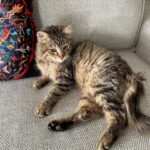 Nesrin Cavadzade Instagram - Bu çocuğumuzun artık bir adı var. Adı Fevki. Fevki'yi doğduğu günden beri oturduğumuz sitenin bahçesinde besliyoruz. Geçen hafta ise, niyeti iyi olmayan bir kişi, apartmana giriyor diye rahatsız olduğu için Fevki'yi Maslak Oto Sanayi'de ölüme terk etti. Haberi aldığım andan itibaren en şaşırdığım şey, hiçbir felaketin insanoğluna ders olmayışı oldu. Ne deprem, ne bunca kayıp, ne bunca acı, ne ülkemizin başetmek zorunda kaldığı bunca felaket, insana burada, bu gezegende tek başına olmadığını, tek başınaymışcasına yaşayamayacağını, her şeyin sahibi olamayacağını anlatmaya yetti... Doğanın vermeye çalıştığı bunca mesajdan sonra nasıl olur da bu kadar bencil kalabilir insan? Nasıl buranın Fevkigillere ait olduğunu, insanoğlunun, aslında onların habitatını işgal ettiğini anlamaz? Onlar bizden çok önce buradaydı ve umarım bizler yok olduktan çok uzun zaman sonra bile burada olmaya devam edecekler. Uzun lafın kısası, Fevki'yi bir haftanın sonunda çok zayıflamış, enfeksiyon kapmış, hastalanmış ve bitkin düşmüş bir halde bulduk. Onu bulmak aslında imkansızdı, çok zordu, mucizeviydi... Ama işte ilk saniyeden beri çok saygıdeğer @metinuzelli, bir mucizenin gerçekleşeceğine inandı ve inatla gece gündüz demeden, gerektiğinde Oto Sanayi'nin çatılarına bile tırmanarak, kayıp ilanını yapıştırmadık delik bırakmayarak, onu aradı ve buldu! Fevkaladenin fevkinde bir mucize hikayesi olduğu için, hayata dair sarsılan tüm inançlarımı geri getirdiği ve bana bu olay üzerinden yepyeni bir bakış açısı hediye ettiği için @metinuzelli'ye sonsuz kereler teşekkür ederim! Fevki'yi sahiplendiği ve ona fevkalade bir baba olacağı için de şükran ve sevgilerimi sunuyorum 🙏🏻♥️🧿#fevkaladeninfevkinde
