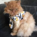 Nesrin Cavadzade Instagram - işte şimdi gerçek anlamda yapayalnız kaldım. hayatımın en büyük aşkı, en en en sevdiğim, ilk göz ağrım. 17 sene her an birlikte, birbirimizi öpmekten koklamaktan sanki tek beden olmuştuk. şimdi bir organım kesildi gibi oldu. canımdan can koptu. giderek, bu hayatın tüm güzelliğini de yanında götürmüş oldun, oğlum. içimdeki polyanna tinere başladı:) hoşçakal Api'm. bana sevginin ne olduğunu ve ne olmadığını öğrettiğin için binlerce kez teşekkür ederim.
