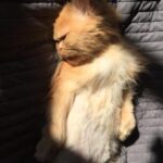 Nesrin Cavadzade Instagram - işte şimdi gerçek anlamda yapayalnız kaldım. hayatımın en büyük aşkı, en en en sevdiğim, ilk göz ağrım. 17 sene her an birlikte, birbirimizi öpmekten koklamaktan sanki tek beden olmuştuk. şimdi bir organım kesildi gibi oldu. canımdan can koptu. giderek, bu hayatın tüm güzelliğini de yanında götürmüş oldun, oğlum. içimdeki polyanna tinere başladı:) hoşçakal Api'm. bana sevginin ne olduğunu ve ne olmadığını öğrettiğin için binlerce kez teşekkür ederim.