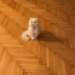 Nesrin Cavadzade Instagram - Çikom. En tipsiz resmini en öne koymama eminim çok kızardın. Ama beni affet. Bu fotoğraf 16 yıllık beraberliğimizin ve mücadelemizin bir özeti gibi. Daha geçen haftadan. Bilmem kaçıncı kez öteki dünyayı boylamaya karar verdiğin bir nefes krizinin ortasında yılgınlık ve umutsuzlukla evden gitmiştim. Bilerek saatlerce dışarlarda oyalanıp, dönüşümde seni cansız bulmayı beklemiştim. Sen ise bilmem kaçıncı kez kapıda beni bu gözlerle karşılamış ve yine korkaklığıma meydan okumuştun. Sen kartlarını hep yaşamdan yana kullandın. Doğuştan taşıdığın su içinde kalbin, böbrek yetmezliğin ve son dört sene beni her 12 saatte bir insülin dozlama profesörü yaptığın diabetinle, tıpla, bilimle, genel yaşam yasalarıyla ilgili bildiğimiz her şeye kafa attın. Sen kitaplarda yazan her şeyin tam tersiydin. Asla yaşamaz, ilk defa böyle bir şey görüyoruz, eve götürün... Bu cümleleri kaç adresten kaç defa işittik. Kaç defa yanlış teşhislerle, yanlış tedavilere maruz kaldık. Ama ölmedik. 16 yıl yaşadık. Hem de öyle böyle değil. Eşsiz bir mücadele örneği ve inatla yaşadık. Beni böyle bir yaşam sürerek çaresizliğin, korkaklığın, umutsuzluğun, pesimistliğin, inançsızlığın karanlık dehlizlerinde gezdirdiğin için sana çok teşekkür ederim. Buralardan elim çok güçlenerek çıktım. Hala korkağım ama eskisi kadar değil, hala pesimistim ama eskisi kadar değil, hala çaresizim ama eskisi kadar değil... Sen bana mucizelere inanmayı öğrettin. Mucizevi bir şekilde yaşadığın için, ölümün de bir ölümden çok mucizeye benzedi. Beyaz, şişman bir bulut olduğuna ve bana göklerden her gün görüneceğine eminim. Bizi bu manyakça yaşam mücadelemizde ve bu inadımızda yalnız bırakmayan başta annem @dr.feridecavadzade'ye, en büyük yardımcım ve sağ kolum Nurcan Hanım'a, @ezgikeskinel'e ve @aydanustkanat'a özellikle çok teşekkür ederim. Birisi bir mucizeye inandığında onu gerçeğe dönüştürmek için yol arkadaşları gerekir. Tüm yol arkadaşlarımıza teşekkür ederiz. 🤍