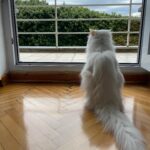 Nesrin Cavadzade Instagram - Çikom. En tipsiz resmini en öne koymama eminim çok kızardın. Ama beni affet. Bu fotoğraf 16 yıllık beraberliğimizin ve mücadelemizin bir özeti gibi. Daha geçen haftadan. Bilmem kaçıncı kez öteki dünyayı boylamaya karar verdiğin bir nefes krizinin ortasında yılgınlık ve umutsuzlukla evden gitmiştim. Bilerek saatlerce dışarlarda oyalanıp, dönüşümde seni cansız bulmayı beklemiştim. Sen ise bilmem kaçıncı kez kapıda beni bu gözlerle karşılamış ve yine korkaklığıma meydan okumuştun. Sen kartlarını hep yaşamdan yana kullandın. Doğuştan taşıdığın su içinde kalbin, böbrek yetmezliğin ve son dört sene beni her 12 saatte bir insülin dozlama profesörü yaptığın diabetinle, tıpla, bilimle, genel yaşam yasalarıyla ilgili bildiğimiz her şeye kafa attın. Sen kitaplarda yazan her şeyin tam tersiydin. Asla yaşamaz, ilk defa böyle bir şey görüyoruz, eve götürün... Bu cümleleri kaç adresten kaç defa işittik. Kaç defa yanlış teşhislerle, yanlış tedavilere maruz kaldık. Ama ölmedik. 16 yıl yaşadık. Hem de öyle böyle değil. Eşsiz bir mücadele örneği ve inatla yaşadık. Beni böyle bir yaşam sürerek çaresizliğin, korkaklığın, umutsuzluğun, pesimistliğin, inançsızlığın karanlık dehlizlerinde gezdirdiğin için sana çok teşekkür ederim. Buralardan elim çok güçlenerek çıktım. Hala korkağım ama eskisi kadar değil, hala pesimistim ama eskisi kadar değil, hala çaresizim ama eskisi kadar değil... Sen bana mucizelere inanmayı öğrettin. Mucizevi bir şekilde yaşadığın için, ölümün de bir ölümden çok mucizeye benzedi. Beyaz, şişman bir bulut olduğuna ve bana göklerden her gün görüneceğine eminim. Bizi bu manyakça yaşam mücadelemizde ve bu inadımızda yalnız bırakmayan başta annem @dr.feridecavadzade'ye, en büyük yardımcım ve sağ kolum Nurcan Hanım'a, @ezgikeskinel'e ve @aydanustkanat'a özellikle çok teşekkür ederim. Birisi bir mucizeye inandığında onu gerçeğe dönüştürmek için yol arkadaşları gerekir. Tüm yol arkadaşlarımıza teşekkür ederiz. 🤍