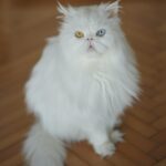 Nesrin Cavadzade Instagram - Çikom. En tipsiz resmini en öne koymama eminim çok kızardın. Ama beni affet. Bu fotoğraf 16 yıllık beraberliğimizin ve mücadelemizin bir özeti gibi. Daha geçen haftadan. Bilmem kaçıncı kez öteki dünyayı boylamaya karar verdiğin bir nefes krizinin ortasında yılgınlık ve umutsuzlukla evden gitmiştim. Bilerek saatlerce dışarlarda oyalanıp, dönüşümde seni cansız bulmayı beklemiştim. Sen ise bilmem kaçıncı kez kapıda beni bu gözlerle karşılamış ve yine korkaklığıma meydan okumuştun. Sen kartlarını hep yaşamdan yana kullandın. Doğuştan taşıdığın su içinde kalbin, böbrek yetmezliğin ve son dört sene beni her 12 saatte bir insülin dozlama profesörü yaptığın diabetinle, tıpla, bilimle, genel yaşam yasalarıyla ilgili bildiğimiz her şeye kafa attın. Sen kitaplarda yazan her şeyin tam tersiydin. Asla yaşamaz, ilk defa böyle bir şey görüyoruz, eve götürün... Bu cümleleri kaç adresten kaç defa işittik. Kaç defa yanlış teşhislerle, yanlış tedavilere maruz kaldık. Ama ölmedik. 16 yıl yaşadık. Hem de öyle böyle değil. Eşsiz bir mücadele örneği ve inatla yaşadık. Beni böyle bir yaşam sürerek çaresizliğin, korkaklığın, umutsuzluğun, pesimistliğin, inançsızlığın karanlık dehlizlerinde gezdirdiğin için sana çok teşekkür ederim. Buralardan elim çok güçlenerek çıktım. Hala korkağım ama eskisi kadar değil, hala pesimistim ama eskisi kadar değil, hala çaresizim ama eskisi kadar değil... Sen bana mucizelere inanmayı öğrettin. Mucizevi bir şekilde yaşadığın için, ölümün de bir ölümden çok mucizeye benzedi. Beyaz, şişman bir bulut olduğuna ve bana göklerden her gün görüneceğine eminim. Bizi bu manyakça yaşam mücadelemizde ve bu inadımızda yalnız bırakmayan başta annem @dr.feridecavadzade'ye, en büyük yardımcım ve sağ kolum Nurcan Hanım'a, @ezgikeskinel'e ve @aydanustkanat'a özellikle çok teşekkür ederim. Birisi bir mucizeye inandığında onu gerçeğe dönüştürmek için yol arkadaşları gerekir. Tüm yol arkadaşlarımıza teşekkür ederiz. 🤍