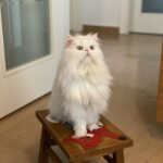 Nesrin Cavadzade Instagram - Çikom. En tipsiz resmini en öne koymama eminim çok kızardın. Ama beni affet. Bu fotoğraf 16 yıllık beraberliğimizin ve mücadelemizin bir özeti gibi. Daha geçen haftadan. Bilmem kaçıncı kez öteki dünyayı boylamaya karar verdiğin bir nefes krizinin ortasında yılgınlık ve umutsuzlukla evden gitmiştim. Bilerek saatlerce dışarlarda oyalanıp, dönüşümde seni cansız bulmayı beklemiştim. Sen ise bilmem kaçıncı kez kapıda beni bu gözlerle karşılamış ve yine korkaklığıma meydan okumuştun. Sen kartlarını hep yaşamdan yana kullandın. Doğuştan taşıdığın su içinde kalbin, böbrek yetmezliğin ve son dört sene beni her 12 saatte bir insülin dozlama profesörü yaptığın diabetinle, tıpla, bilimle, genel yaşam yasalarıyla ilgili bildiğimiz her şeye kafa attın. Sen kitaplarda yazan her şeyin tam tersiydin. Asla yaşamaz, ilk defa böyle bir şey görüyoruz, eve götürün... Bu cümleleri kaç adresten kaç defa işittik. Kaç defa yanlış teşhislerle, yanlış tedavilere maruz kaldık. Ama ölmedik. 16 yıl yaşadık. Hem de öyle böyle değil. Eşsiz bir mücadele örneği ve inatla yaşadık. Beni böyle bir yaşam sürerek çaresizliğin, korkaklığın, umutsuzluğun, pesimistliğin, inançsızlığın karanlık dehlizlerinde gezdirdiğin için sana çok teşekkür ederim. Buralardan elim çok güçlenerek çıktım. Hala korkağım ama eskisi kadar değil, hala pesimistim ama eskisi kadar değil, hala çaresizim ama eskisi kadar değil... Sen bana mucizelere inanmayı öğrettin. Mucizevi bir şekilde yaşadığın için, ölümün de bir ölümden çok mucizeye benzedi. Beyaz, şişman bir bulut olduğuna ve bana göklerden her gün görüneceğine eminim. Bizi bu manyakça yaşam mücadelemizde ve bu inadımızda yalnız bırakmayan başta annem @dr.feridecavadzade'ye, en büyük yardımcım ve sağ kolum Nurcan Hanım'a, @ezgikeskinel'e ve @aydanustkanat'a özellikle çok teşekkür ederim. Birisi bir mucizeye inandığında onu gerçeğe dönüştürmek için yol arkadaşları gerekir. Tüm yol arkadaşlarımıza teşekkür ederiz. 🤍