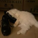 Nesrin Cavadzade Instagram - Çikom. En tipsiz resmini en öne koymama eminim çok kızardın. Ama beni affet. Bu fotoğraf 16 yıllık beraberliğimizin ve mücadelemizin bir özeti gibi. Daha geçen haftadan. Bilmem kaçıncı kez öteki dünyayı boylamaya karar verdiğin bir nefes krizinin ortasında yılgınlık ve umutsuzlukla evden gitmiştim. Bilerek saatlerce dışarlarda oyalanıp, dönüşümde seni cansız bulmayı beklemiştim. Sen ise bilmem kaçıncı kez kapıda beni bu gözlerle karşılamış ve yine korkaklığıma meydan okumuştun. Sen kartlarını hep yaşamdan yana kullandın. Doğuştan taşıdığın su içinde kalbin, böbrek yetmezliğin ve son dört sene beni her 12 saatte bir insülin dozlama profesörü yaptığın diabetinle, tıpla, bilimle, genel yaşam yasalarıyla ilgili bildiğimiz her şeye kafa attın. Sen kitaplarda yazan her şeyin tam tersiydin. Asla yaşamaz, ilk defa böyle bir şey görüyoruz, eve götürün... Bu cümleleri kaç adresten kaç defa işittik. Kaç defa yanlış teşhislerle, yanlış tedavilere maruz kaldık. Ama ölmedik. 16 yıl yaşadık. Hem de öyle böyle değil. Eşsiz bir mücadele örneği ve inatla yaşadık. Beni böyle bir yaşam sürerek çaresizliğin, korkaklığın, umutsuzluğun, pesimistliğin, inançsızlığın karanlık dehlizlerinde gezdirdiğin için sana çok teşekkür ederim. Buralardan elim çok güçlenerek çıktım. Hala korkağım ama eskisi kadar değil, hala pesimistim ama eskisi kadar değil, hala çaresizim ama eskisi kadar değil... Sen bana mucizelere inanmayı öğrettin. Mucizevi bir şekilde yaşadığın için, ölümün de bir ölümden çok mucizeye benzedi. Beyaz, şişman bir bulut olduğuna ve bana göklerden her gün görüneceğine eminim. Bizi bu manyakça yaşam mücadelemizde ve bu inadımızda yalnız bırakmayan başta annem @dr.feridecavadzade'ye, en büyük yardımcım ve sağ kolum Nurcan Hanım'a, @ezgikeskinel'e ve @aydanustkanat'a özellikle çok teşekkür ederim. Birisi bir mucizeye inandığında onu gerçeğe dönüştürmek için yol arkadaşları gerekir. Tüm yol arkadaşlarımıza teşekkür ederiz. 🤍