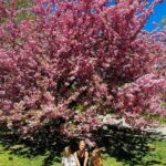 Nicky Hilton Instagram - Peak bloom perfection: 🍒🌸 in full glory.