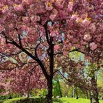 Nicky Hilton Instagram - Peak bloom perfection: 🍒🌸 in full glory.