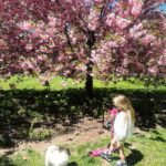 Nicky Hilton Instagram - Peak bloom perfection: 🍒🌸 in full glory.