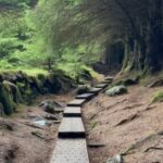 Nicole Alexander Instagram – š¤ š„¹ This was absolutely my favorite place in #Ireland. You all know I love the #Woods. I mean this was so #magical to me! Was like a #Fairytale āļø