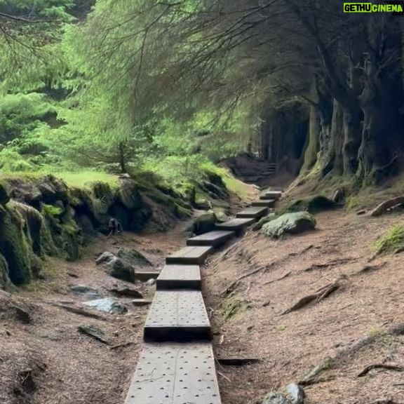 Nicole Alexander Instagram - 🖤 🥹 This was absolutely my favorite place in #Ireland. You all know I love the #Woods. I mean this was so #magical to me! Was like a #Fairytale ☘️